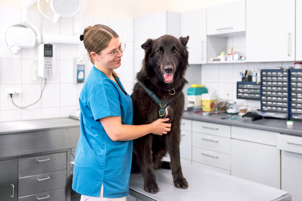 16-TFA-mit-Hund-auf-Behandlungstisch-Tierarztpraxis Hettenleidelheim Eine Tiermedizinische Fachangestellte hält einen großen schwarzen Hund auf dem Handlungstisch fest.
