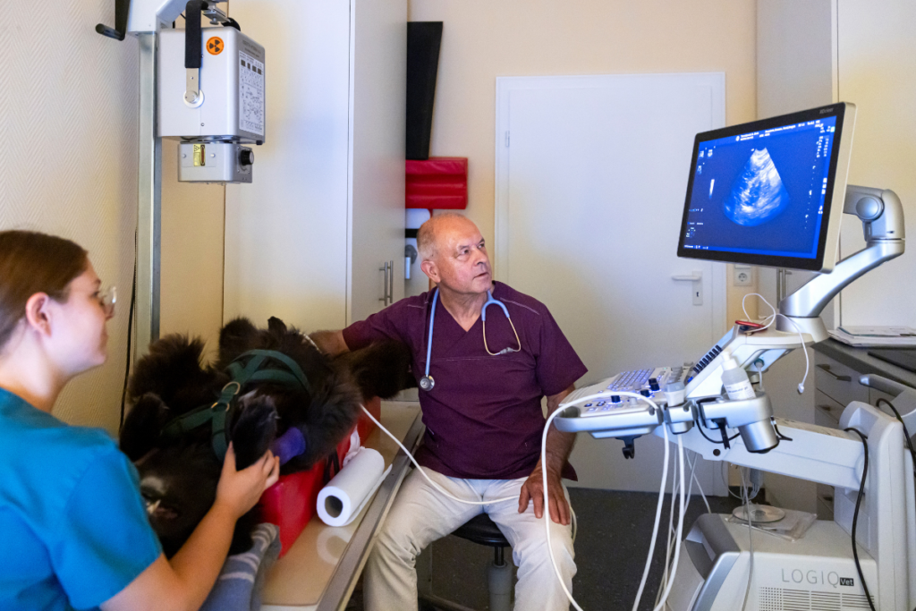 20-Ultraschalluntersuchung-Hund-Tierarztpraxis Hettenleidelheim Ein Tierarzt untersucht mittels Ultraschall den Abdomen eines Hundes auf einem Behandlungstisch