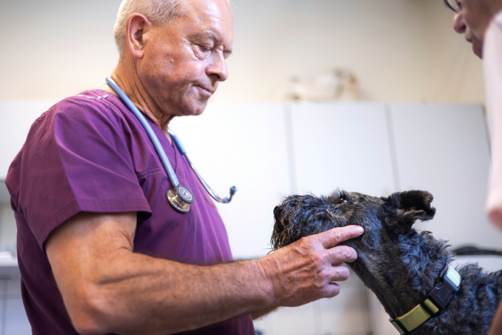 27-Allgemeinuntersuchung-Hund-Tierarztpraxis Hettenleidelheim Tierarzt untersucht einen kleinen grauen Hund im Behandlungszimmer