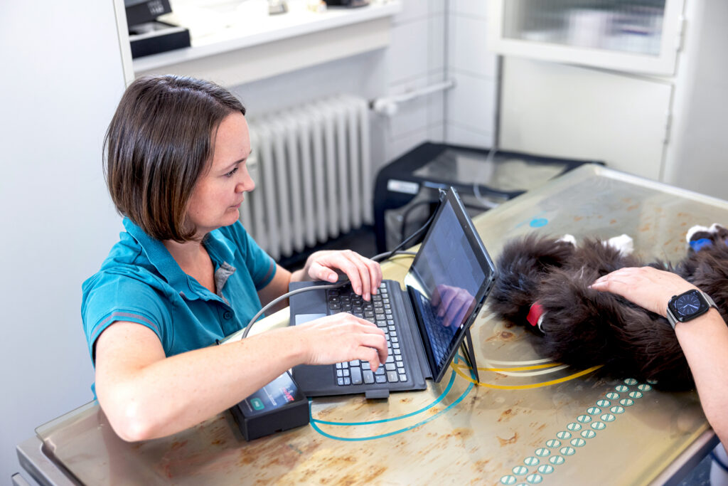 38-EKG-Katze-Tierarzt Hettenleidelheim Tierärztin dokumentiert am Laptop während der Untersuchung einer langhaarigen Katze in der tierärztlichen Praxis.