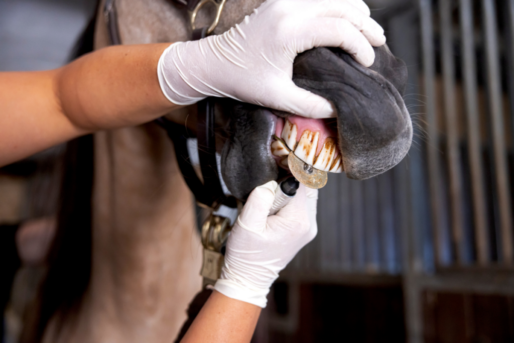 65-Zahnkorrektur-Pferd-Tierarzt Hettenleidelheim Tierärztliche Behandlung: Zahnkorrektur bei einem Pferd mit rotierendem Dentalinstrument.