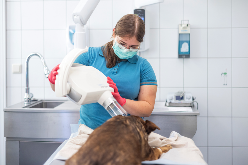 Dentalröntgen-beim-Hund-Tierarztpraxis Hettenleidelheim Eine Tiermedizinische Fachangestellte in hellblauem Kasack nutzt das Dentalröntgengerät bei einem Hund.