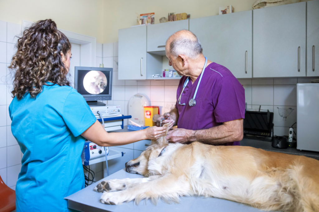 Fremdkörperextraktion-Ohr-Hund-Tierarztpraxis Hettenleidelheim Ein Tierarzt führt führt bei einem Hund auf einem Behandlungstisch eine Fremdkörperextraktion aus dem Ohr mithilfe von Endoskopie durch.